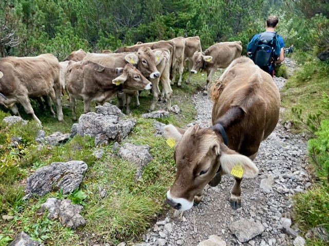 Cows